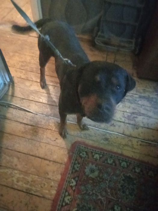 Парода ротвейлер девочка ищет кобеля для вязки