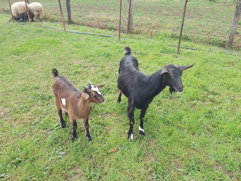 Vând capra rasa Murciano cu iada