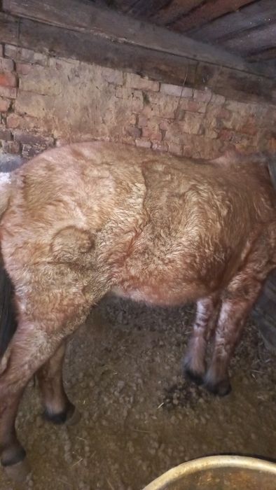 Продам тай жирный на откорме стоит