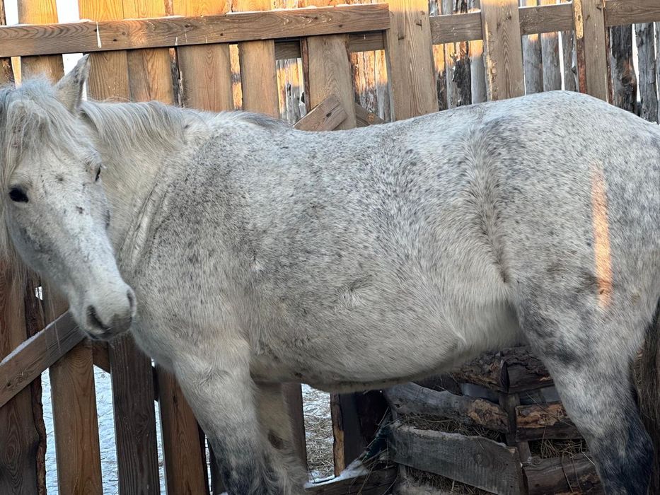 продам кобылу с откорма.