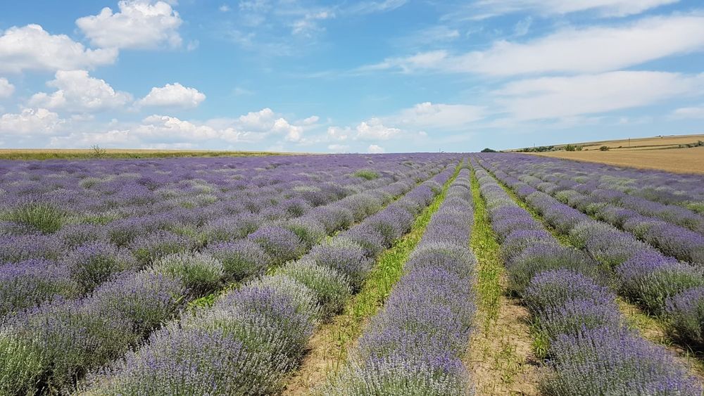 Vand ulei Lavanda 250 Lei/L