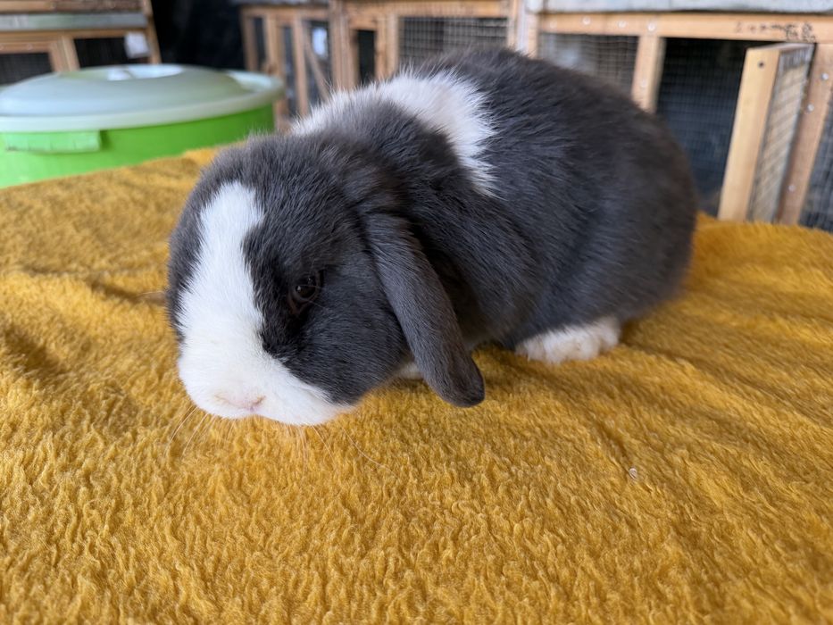 Минилоп сплинт куён quyon