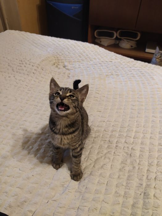 Бесплатно отдаю котят