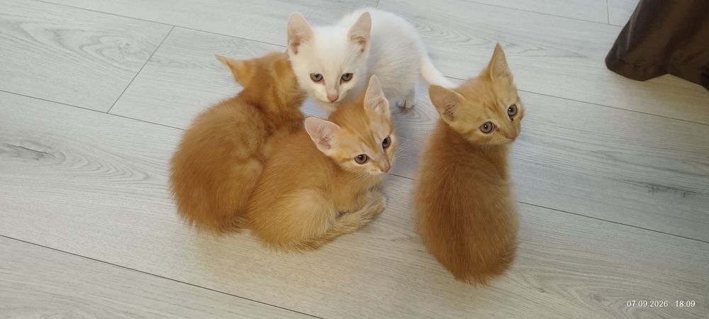 Отдадим котят в хорошие руки