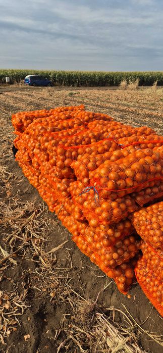 Vand Ceapa En Gros 250 to, Hibrid LEGEND F1