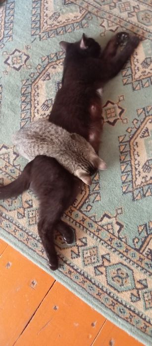 Кошка. Котёнок. Бесплатно.