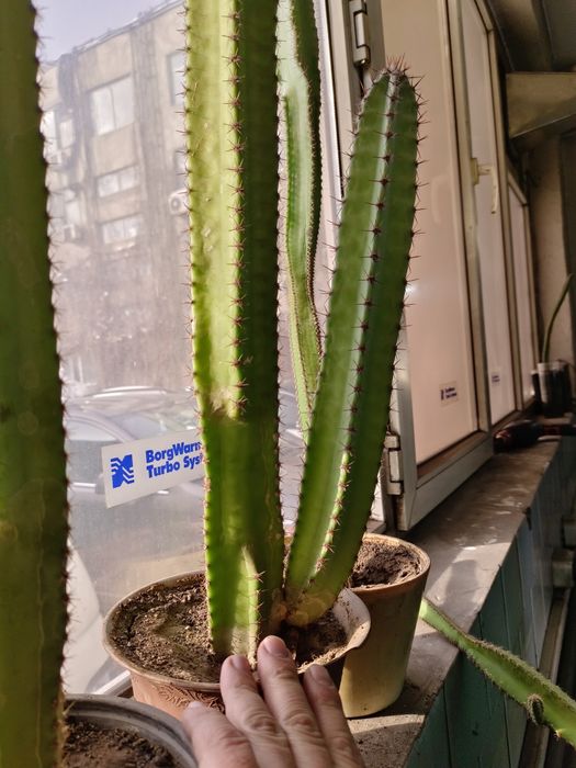 Кактус Цереус четырехугольный