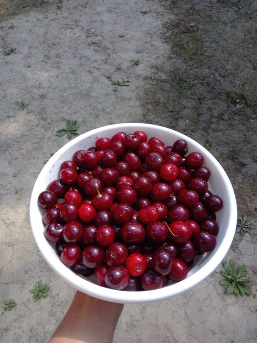 Шпанка сочная спелая