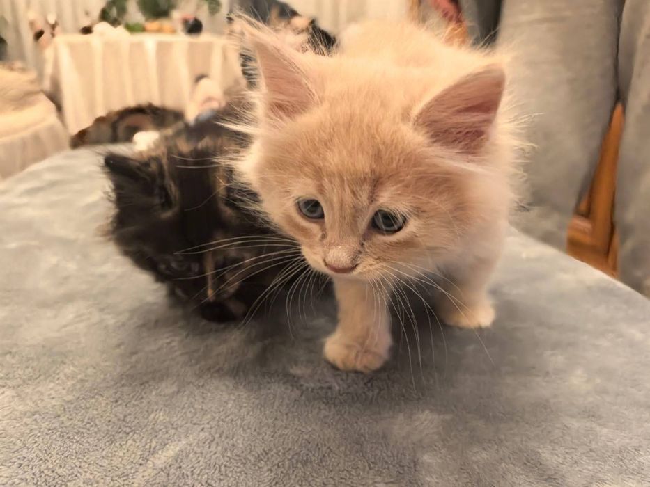 Пушистые комочки счастья ищут свой дом