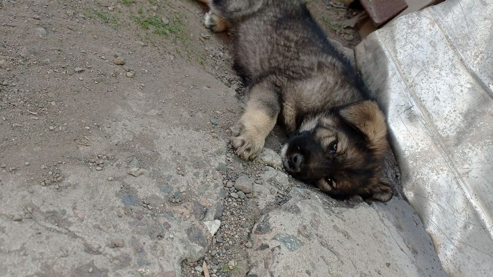 Щенки, здоровые крепкие.