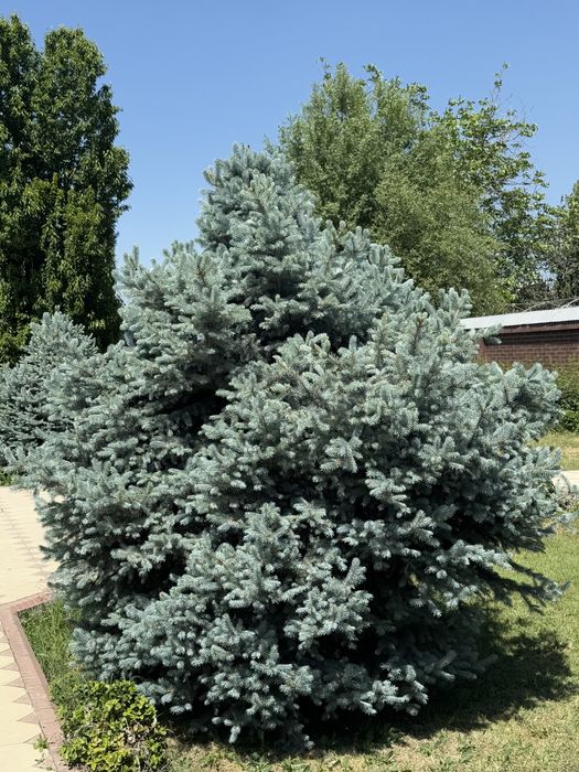 На продаже голубая ель