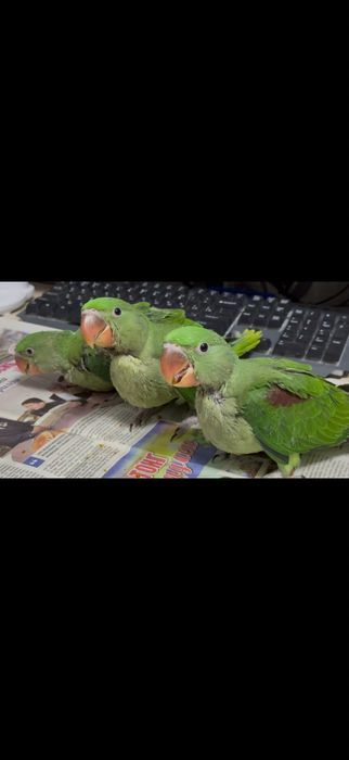 Александрийские попугаи