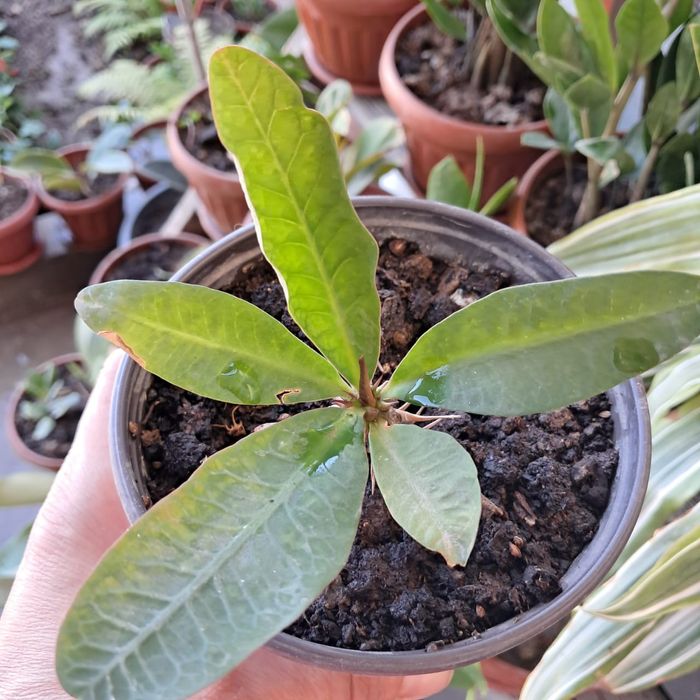 Продам комнатные цветы