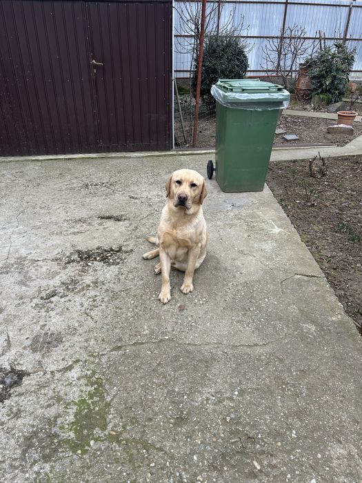 Vand labrador retriever cu  pedigree autentic și înregistrat  10 lei