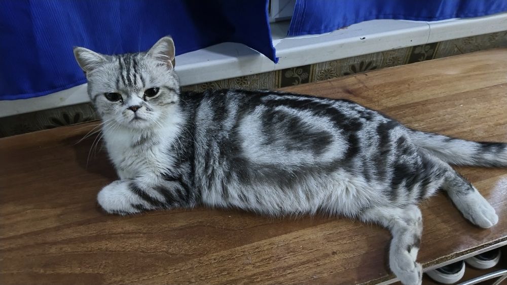 Mushuk sotiladi paxmoqqina