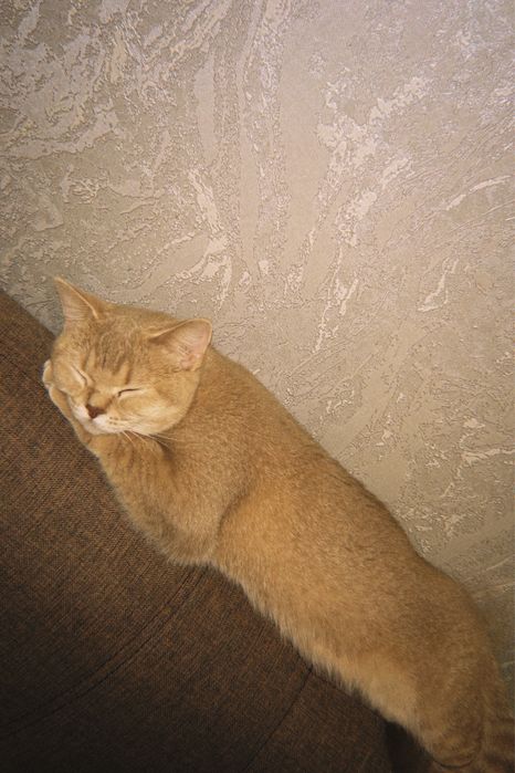 Британская короткошёрстная кошка