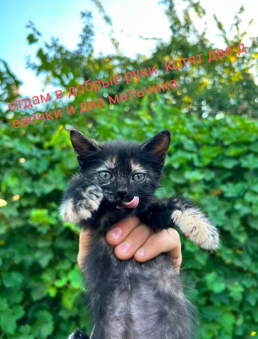 Котята в добрые руки