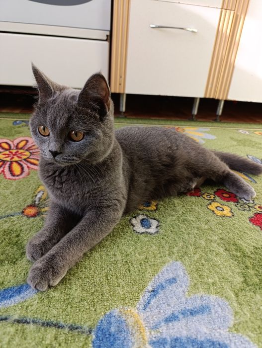 Отдам кошечку британец