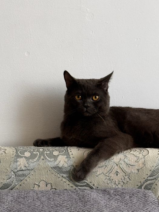 Кот, британец, ЛОРД