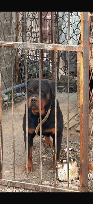 Ротвейлер чистокровный