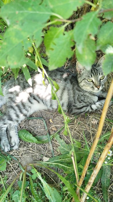 Отдам полосатую кошечку