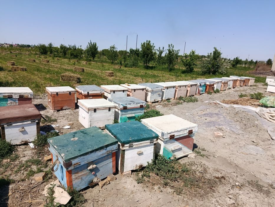 Asal ari oilasi yashiklari bilan