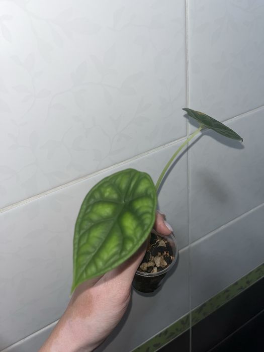 Алоказии шкура дракона, синуата, одора аурея