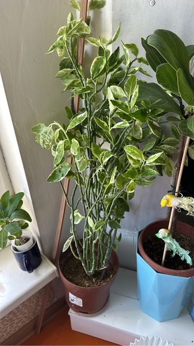 Үй гүлдері сатылады