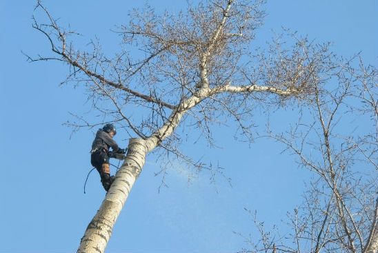 Спил вырубка деревьев