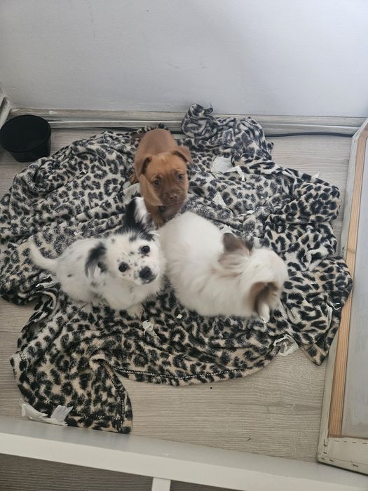 Ofer caței in spre adopție gratis!