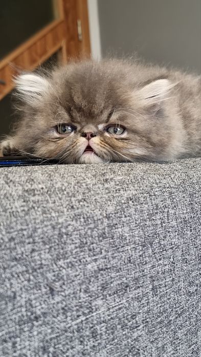 Персийско коте родено на 23.05.26г.