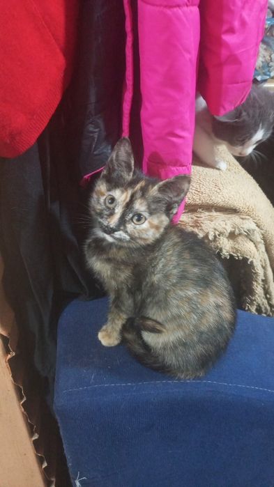 Котята в добрые ручки