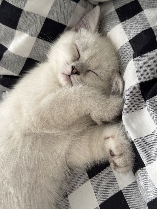 Шотланская белая голубоглазая девочка