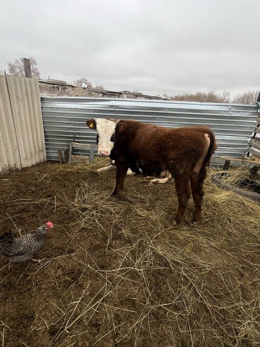 Продам бычка годовалого