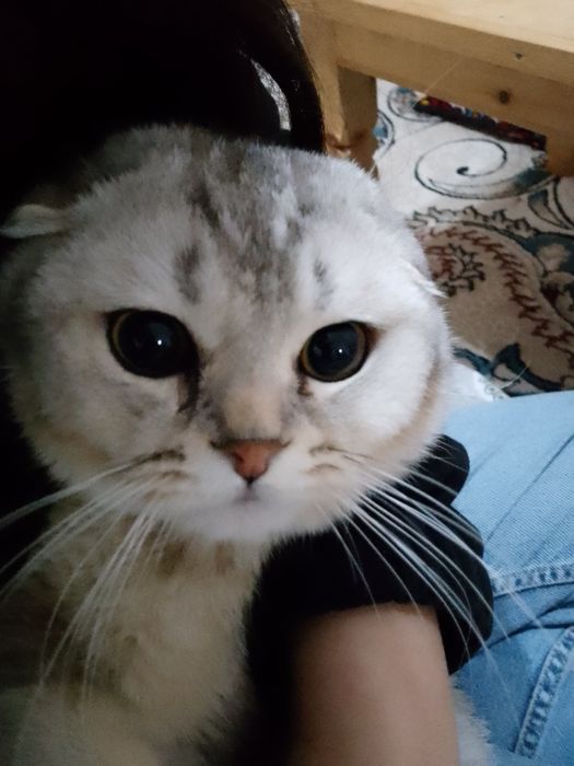 Вязка кота!!! Scottish fold