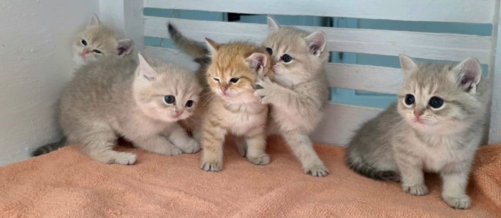 КотЯта ОчаРоваШки БриТашкИ