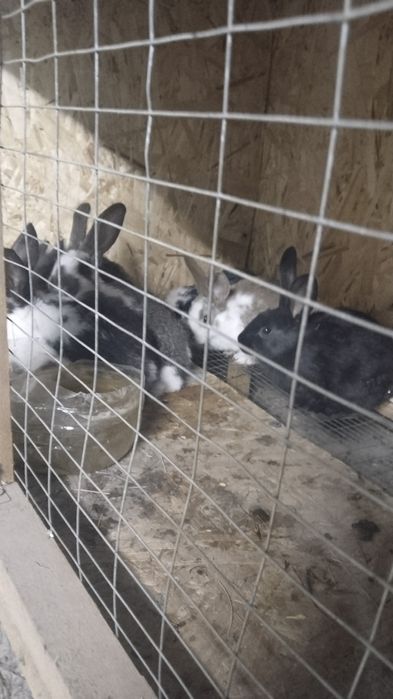 Продам кролят с клетками