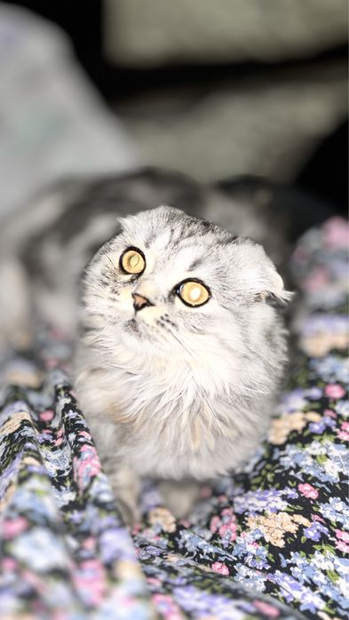 продоется кошка скотиш фолд