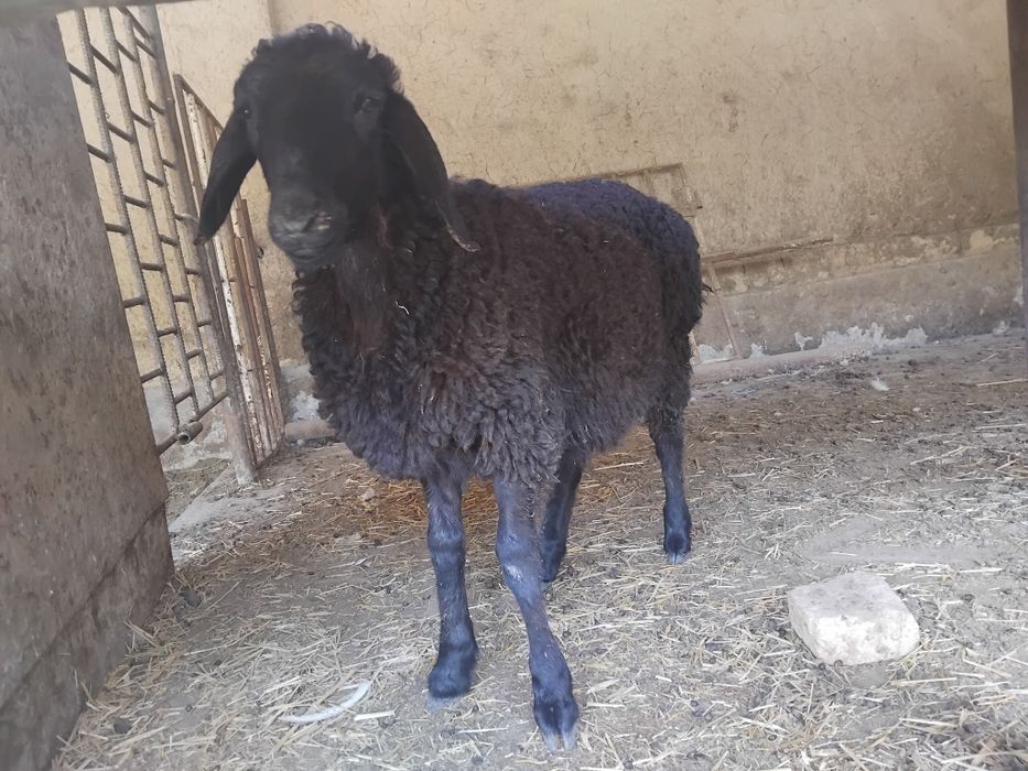 Sovliq qoyla sotiladi