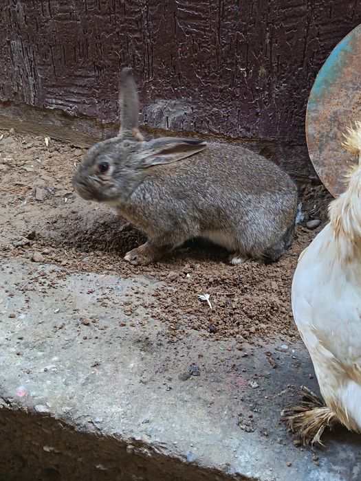 Quyon sotladi sames Erke