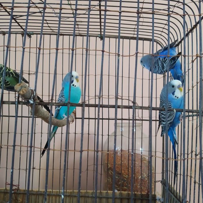 Валнистий тўтилар