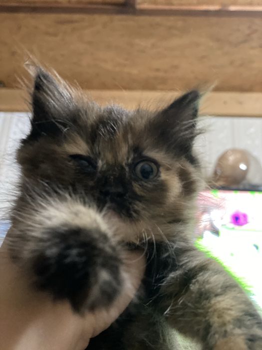 Продаются котята