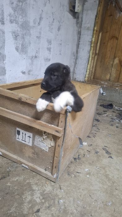 Жаксы линядагы ургашы кушик сатылады САО