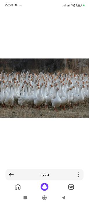 Гуси годовалые .