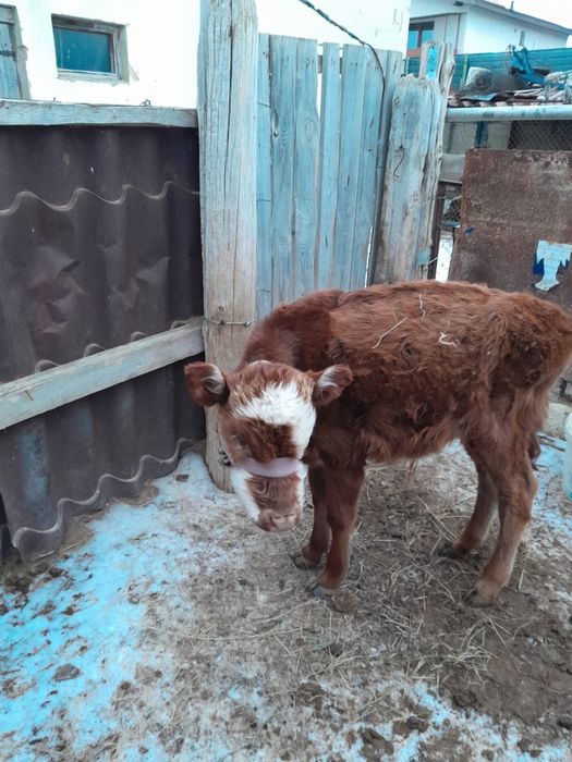 Сиыр сатылады бузауымен