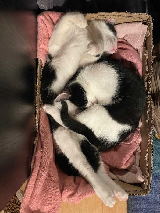 Ultimii 2 pisicei pentru adopție !