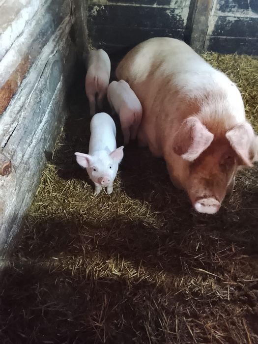 Продам поросят месячных