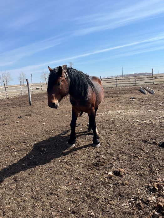 Жеребец полутяжеловоз