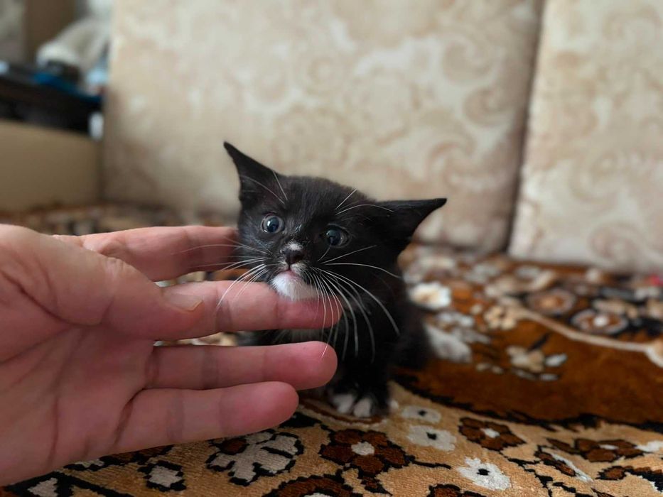 Котята, мальчик и девочка
