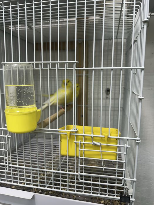 На продажу самец 2024 года